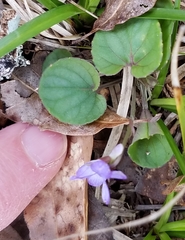 Viola walteri