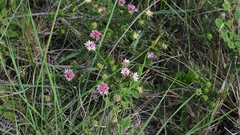 Phylica gnidioides