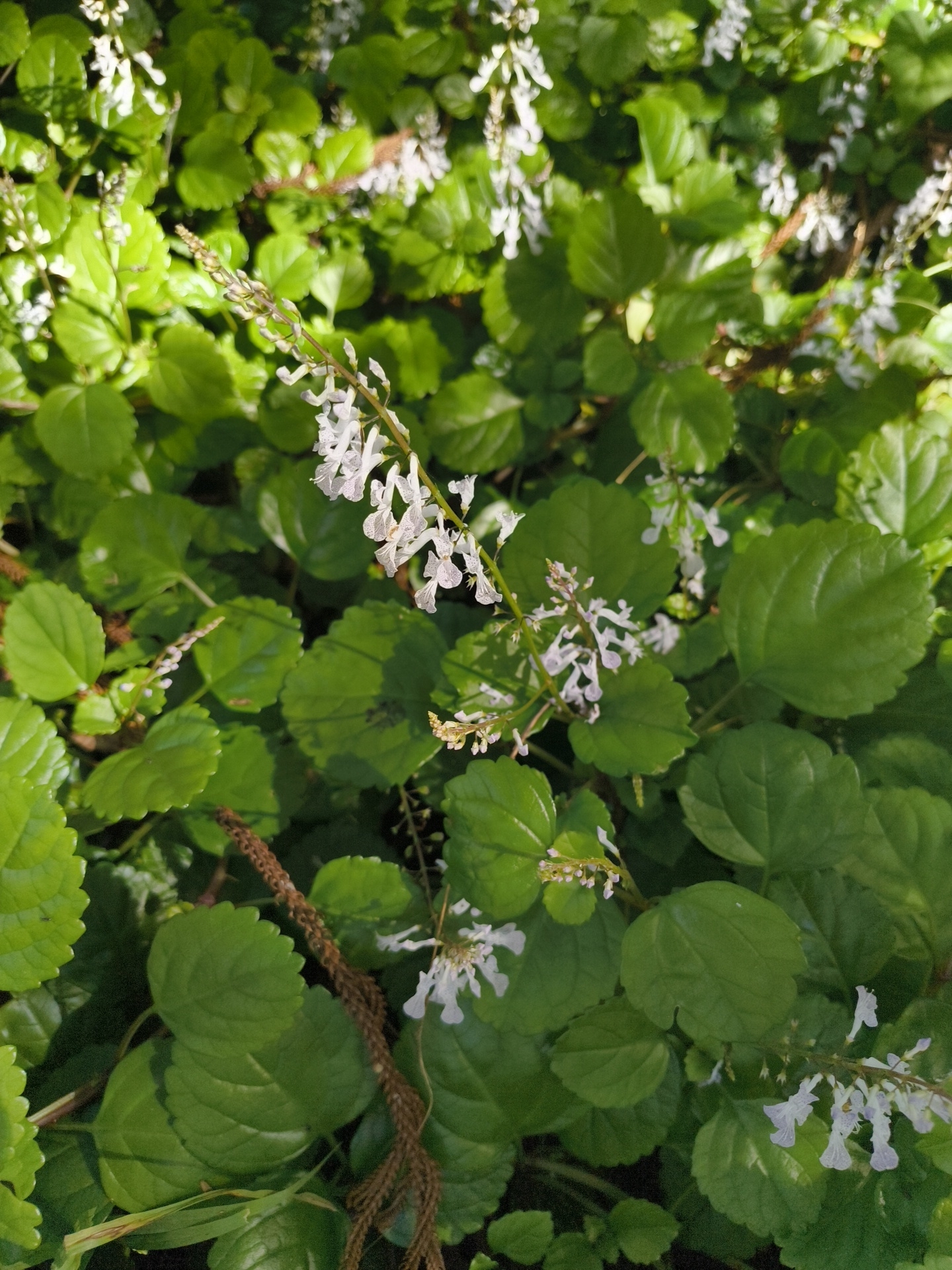 Whorled Plectranthus (Plectranthus verticillatus)