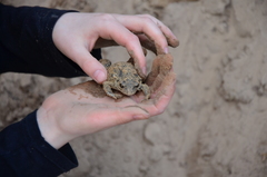 Pelobates vespertinus