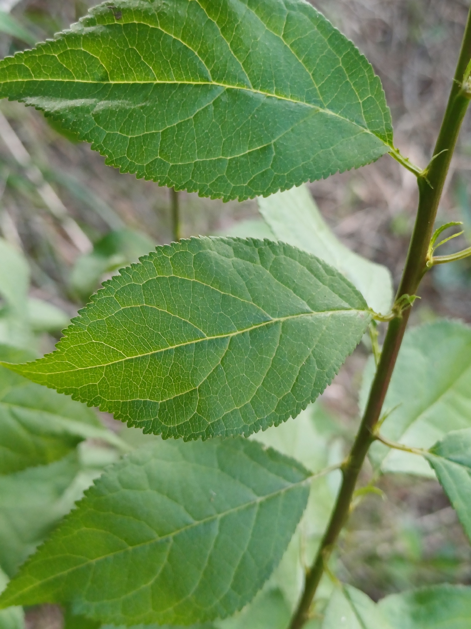 Plum (Prunus domestica)