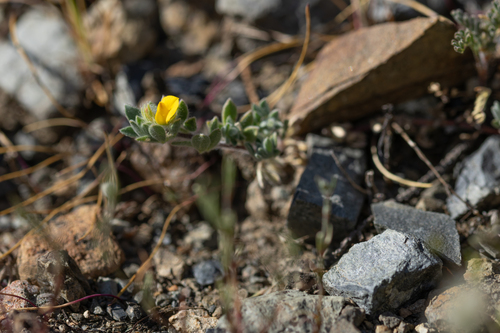 foothill deervetch (Acmispon brachycarpus)