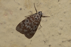 Sommeria marchalii