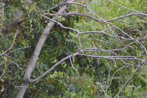 Sulphur-bellied Flycatcher (Myiodynastes luteiventris), photo 2