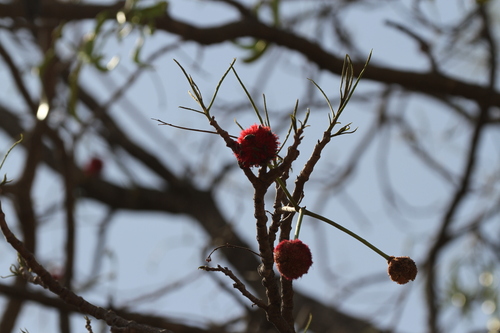 Parkia biglobosa (Parkia biglobosa)