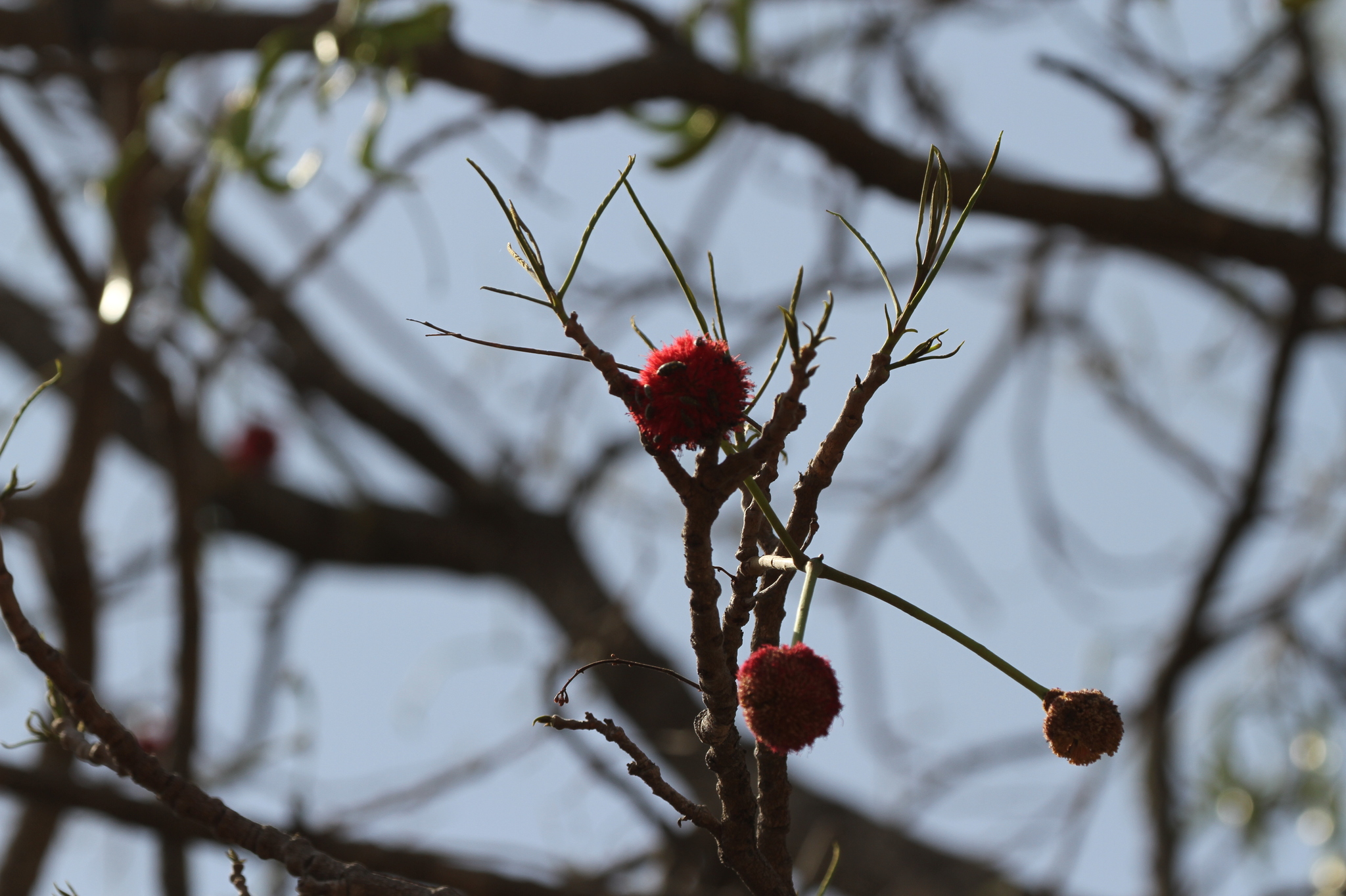 Parkia Biglobosa (Parkia biglobosa)