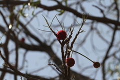 Néré (Parkia biglobosa)