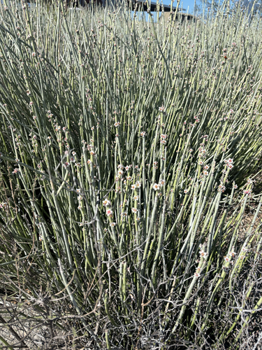 candelilla (Euphorbia antisyphilitica)