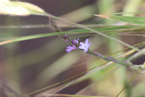 Mint Vervain (Verbena menthifolia)