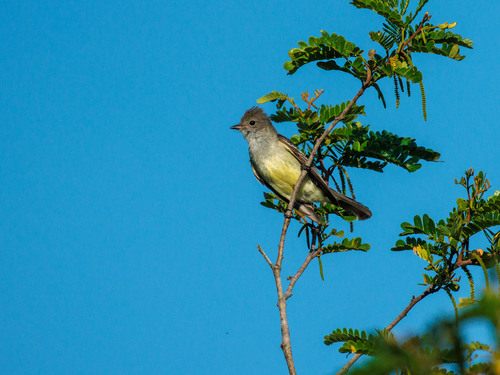 Large Elaenia (Elaenia spectabilis), photo 6