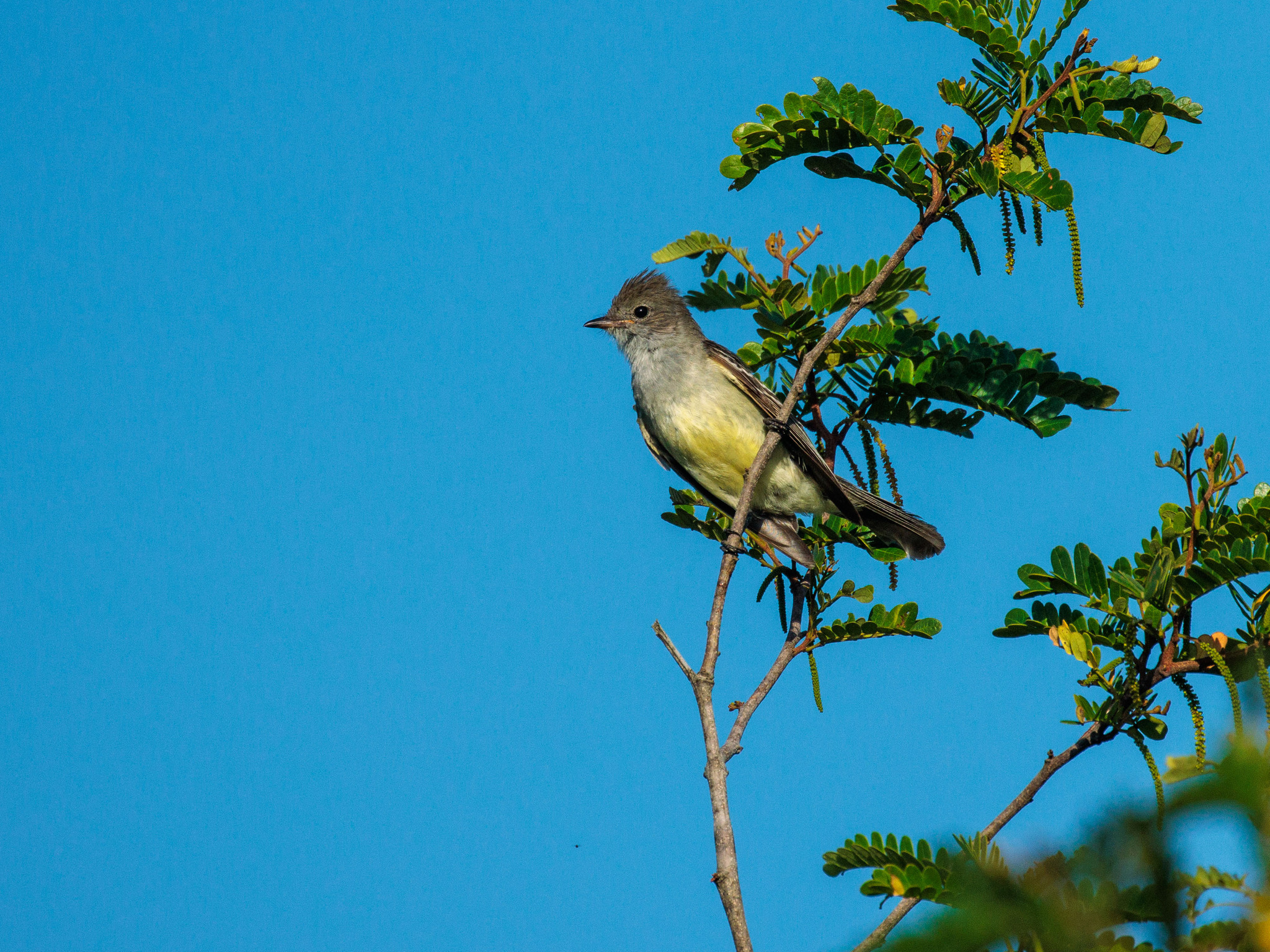 Large Elaenia (Elaenia spectabilis), photo 10