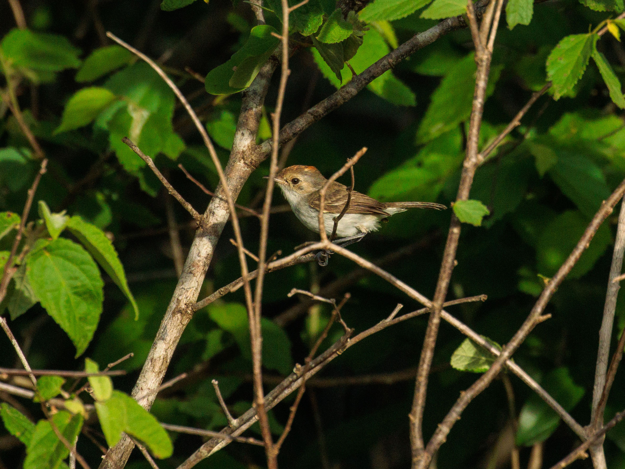 Fulvous-crowned Scrub Tyrant (Euscarthmus meloryphus), photo 3