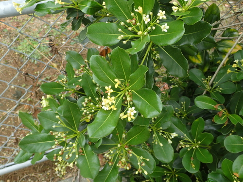 Pittosporum boninense iNat (1)