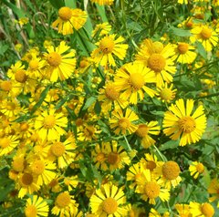 Helenium autumnale