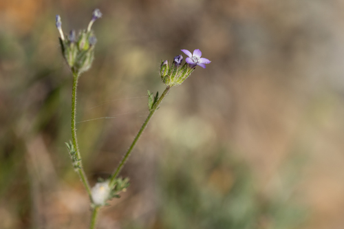 purplespot gilia (Gilia clivorum)