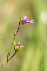 Collinsia sparsiflora, photograph (c) Nicholas Wei, some rights reserved (CC BY-SA)