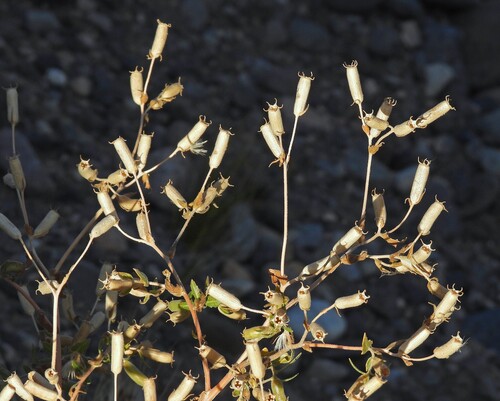 Wavyleaf mentzelia (Mentzelia albescens)