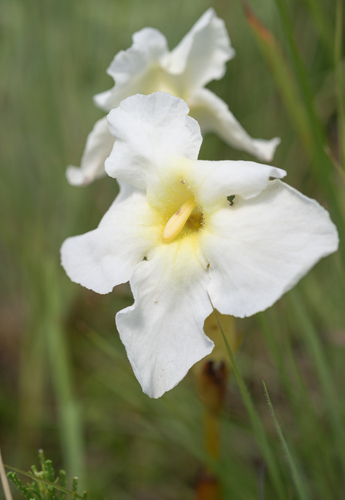 Showy Inkflower (Harveya speciosa)