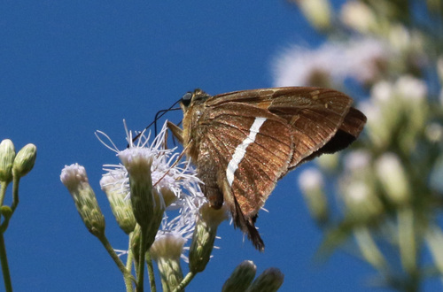 Aguna cirrus