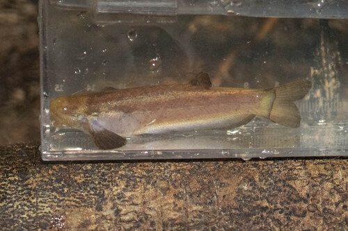 Marbled catfish (Helogenes marmoratus) — Cetopsidae — 5