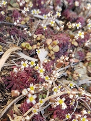 Draba verna
