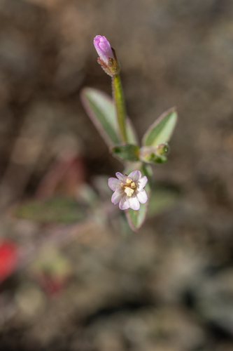 little willowherb (Epilobium minutum)