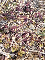 Draba verna