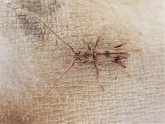 Eburida sublineata