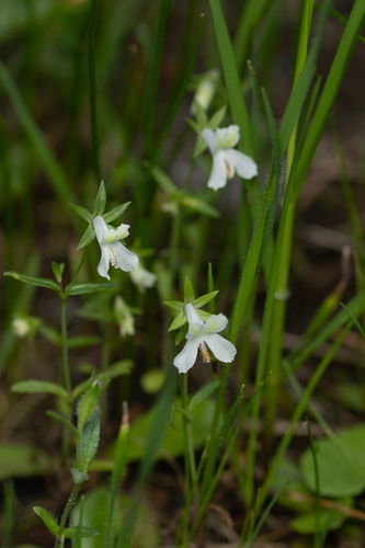 Collinsia sparsiflora, photograph 4
