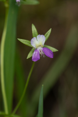 Collinsia sparsiflora, photograph (c) Nicholas Wei, some rights reserved (CC BY-SA)