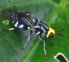 Cyphomyia wiedemanni