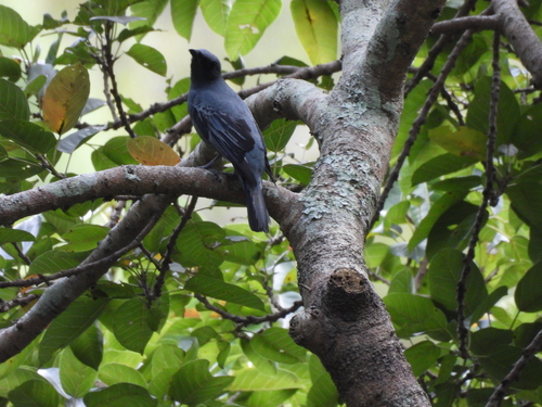 Sahul Cicadabird (Edolisoma tenuirostre)