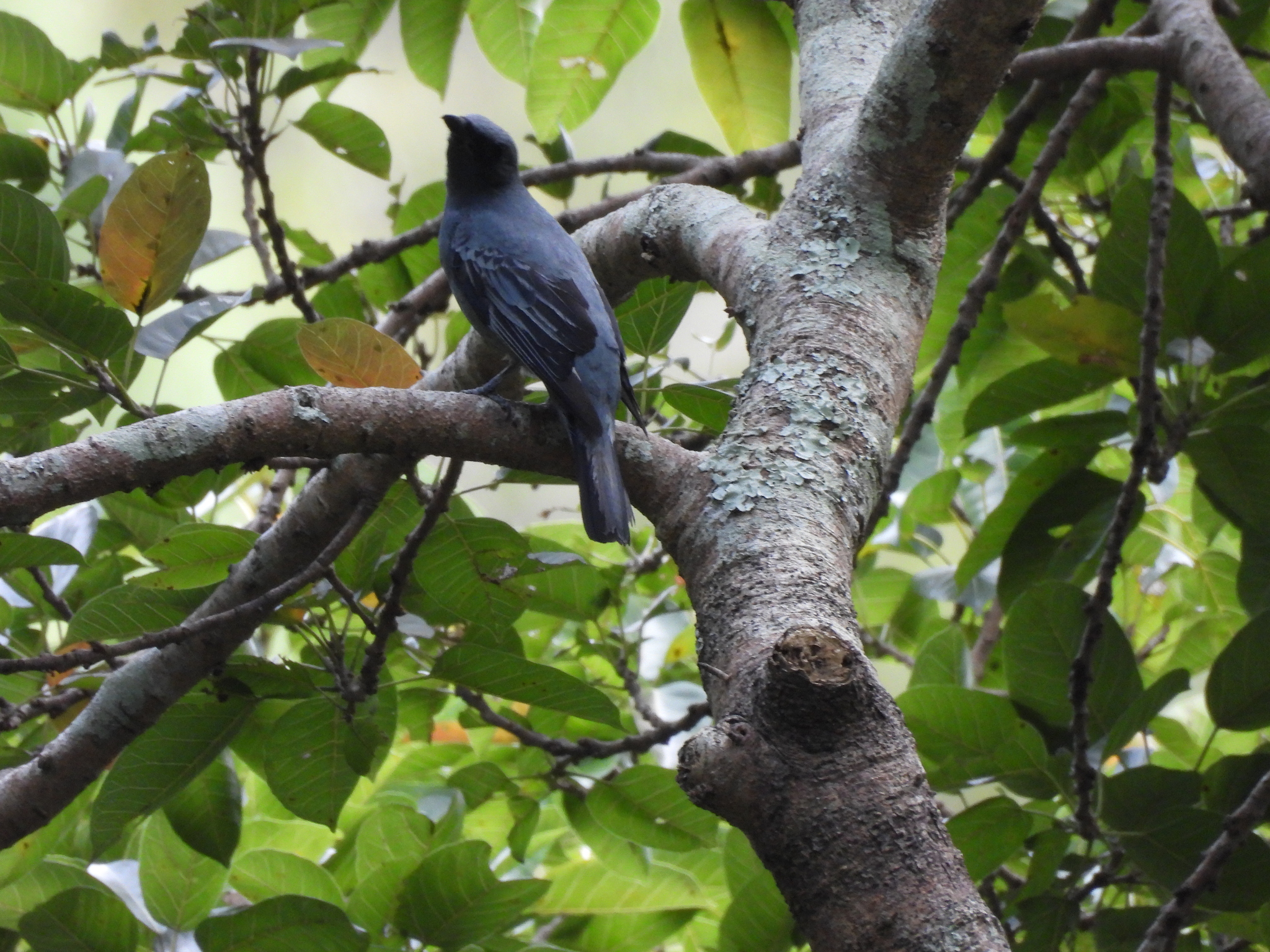 Sahul Cicadabird (Edolisoma tenuirostre), photo 1