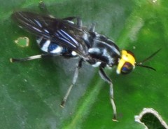 Cyphomyia wiedemanni