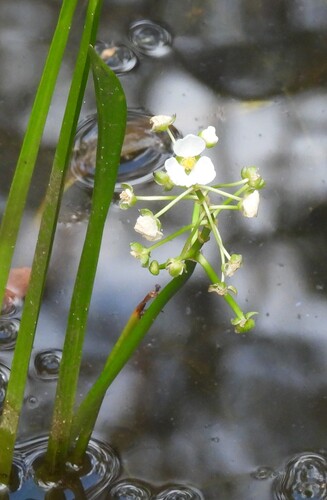 Delta Arrowhead (Sagittaria platyphylla)