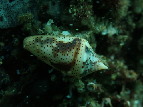Conasprella ximenes observed 2026-03-20