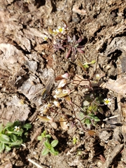 Diptera