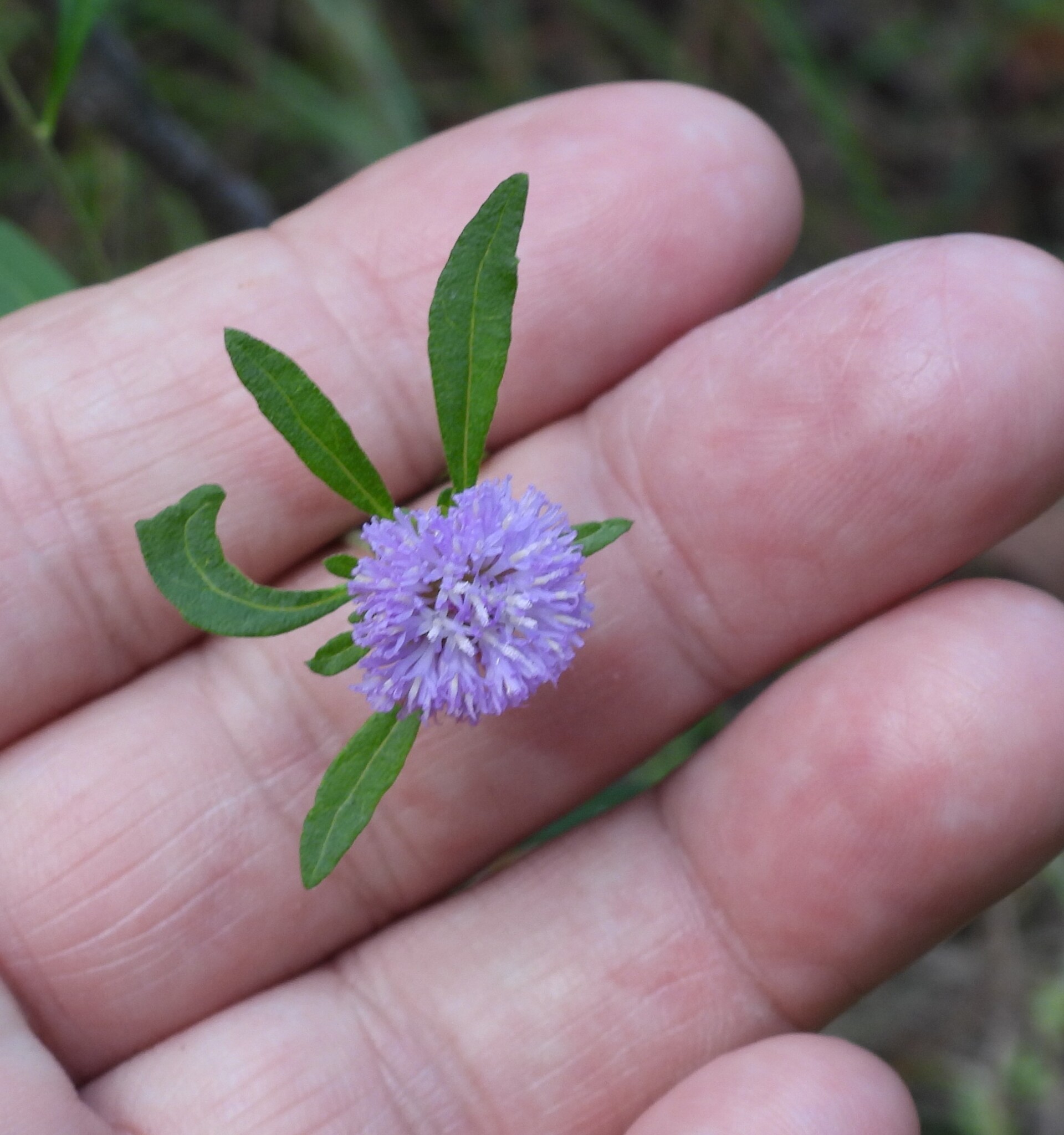 Blue Bonnet (Centratherum riparium)