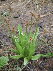 Plantago macrocarpa