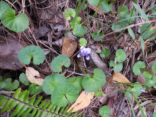 Banks' Violet (Viola banksii)