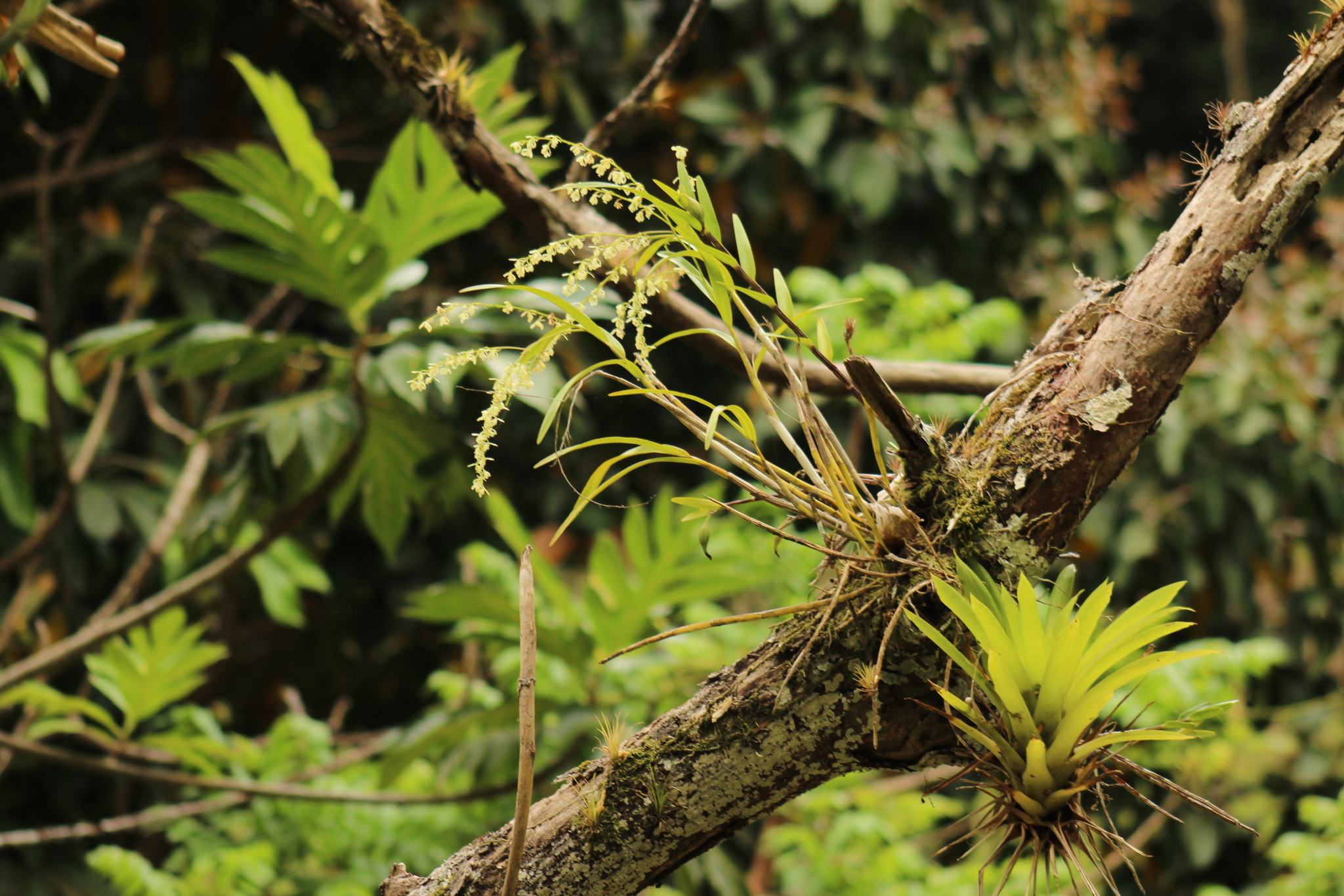 Epidendrum subpurum Rchb.f.