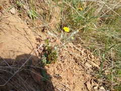 Pseudobahia heermannii