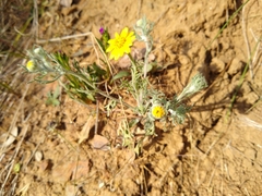 Pseudobahia heermannii