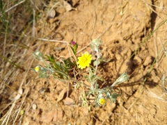 Pseudobahia heermannii