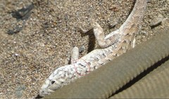 Liolaemus nigromaculatus