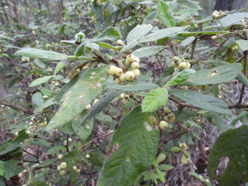 Hairy Psychotria (Psychotria loniceroides)