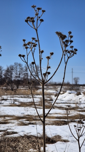 Marsh Sow-thistle (Sonchus palustris)