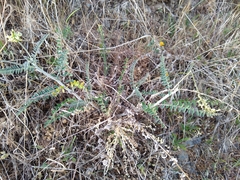 Astragalus congdonii