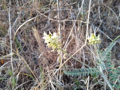 Astragalus congdonii