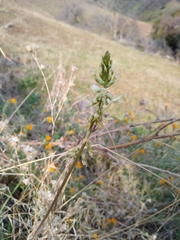 Astragalus congdonii